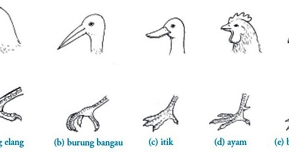 Kelas Aves Burung  Pengertian Ciri ciri Reproduksi 