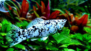 Dalmatian Molly Fish HD Background