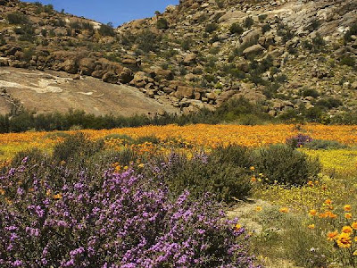 Cape-West-Coast-Flowers