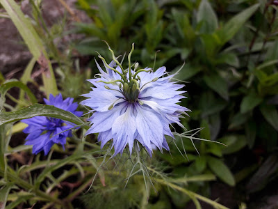 Blå nigella