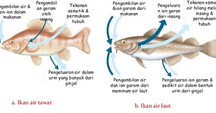 720 Perbedaan Antara Ikan Air Laut Dan Ikan Air Tawar Terbaik