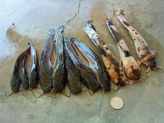 Ikan Keli First Thailand Maklumat Pertanian 