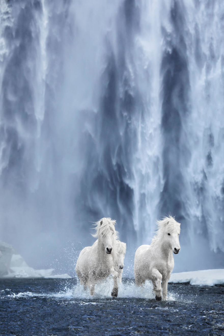 Captivating Photo Series Captures The Beauty Of Icelandic Horses