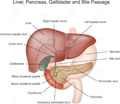 Labelled diagram of liver | Liver images | Human liver diagram