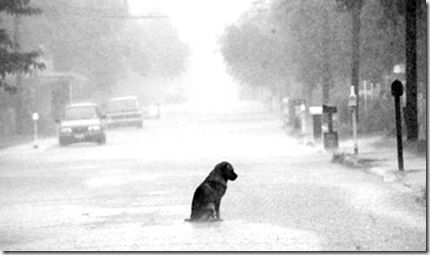 Perro abandonado bajo la lluvia