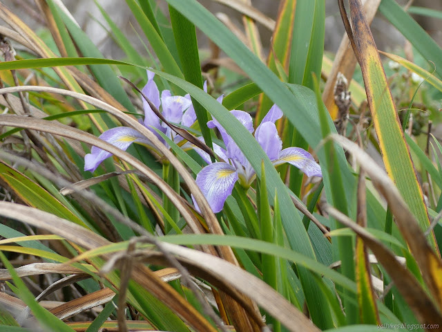 irises down in their leaves