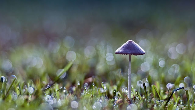 Close Up Mushroom