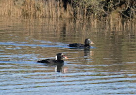 Surf Scoter