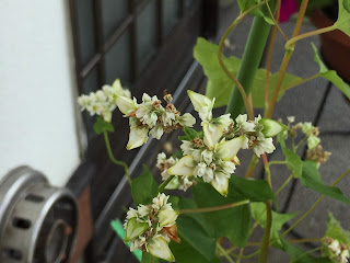 蕎麦の花