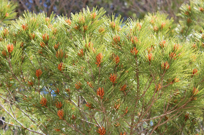 Aleppoden - - Pinus halepensis