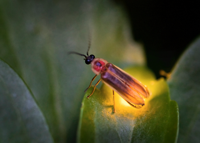 firefly lightning bug on leaf