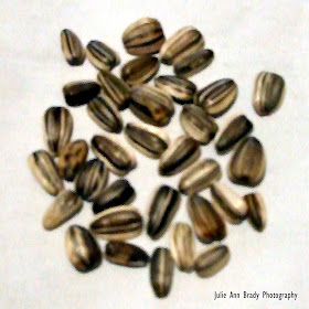 Russian Mammoth Sunflower Seeds