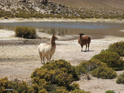 llamas, Atacama Desert