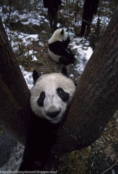 Panda and tree.