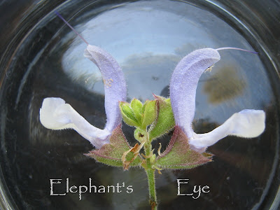 Blue sage flowers macro in a Mason jar for the portrait