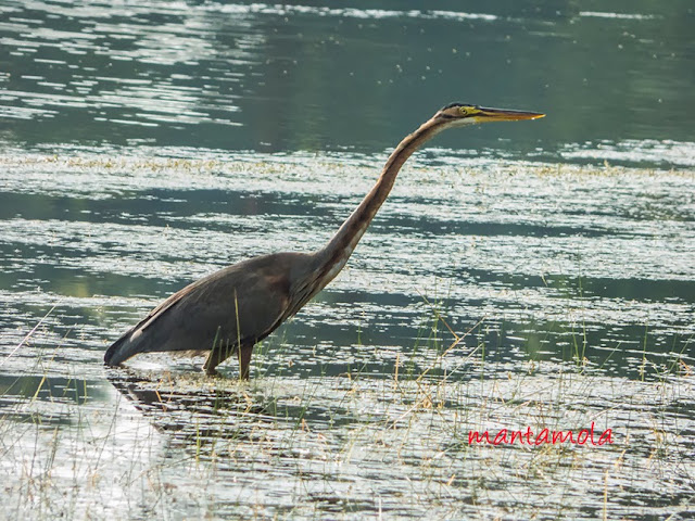 Purple Heron (Ardea purpurea)