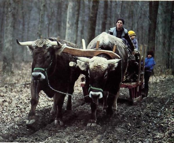 Oxen power