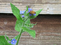 Honey bee on Green Alkanet