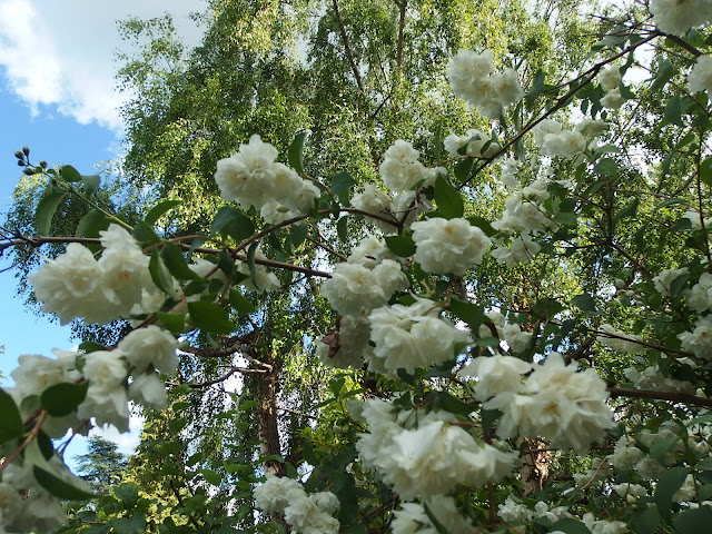 Philadelphus 'Virginal' smothered with blooms