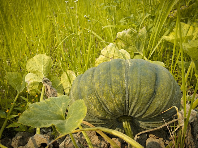 pumpkin field