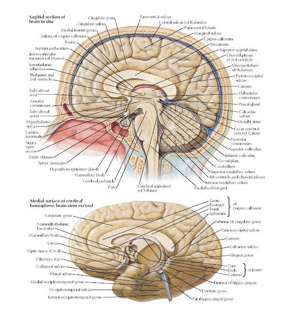 Brain: Medial Views Anatomy