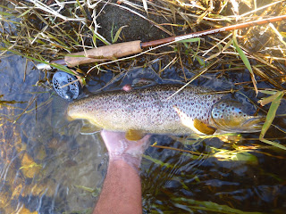 Chateauguay River Brown Trout