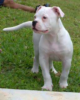 american bulldogs pictures