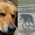 ΗΠΑ: Σκύλος περιφερόταν αδέσποτος στη βροχή με το αγαπημένο του παιχνίδι μετά τον θάνατο του αφεντικού της