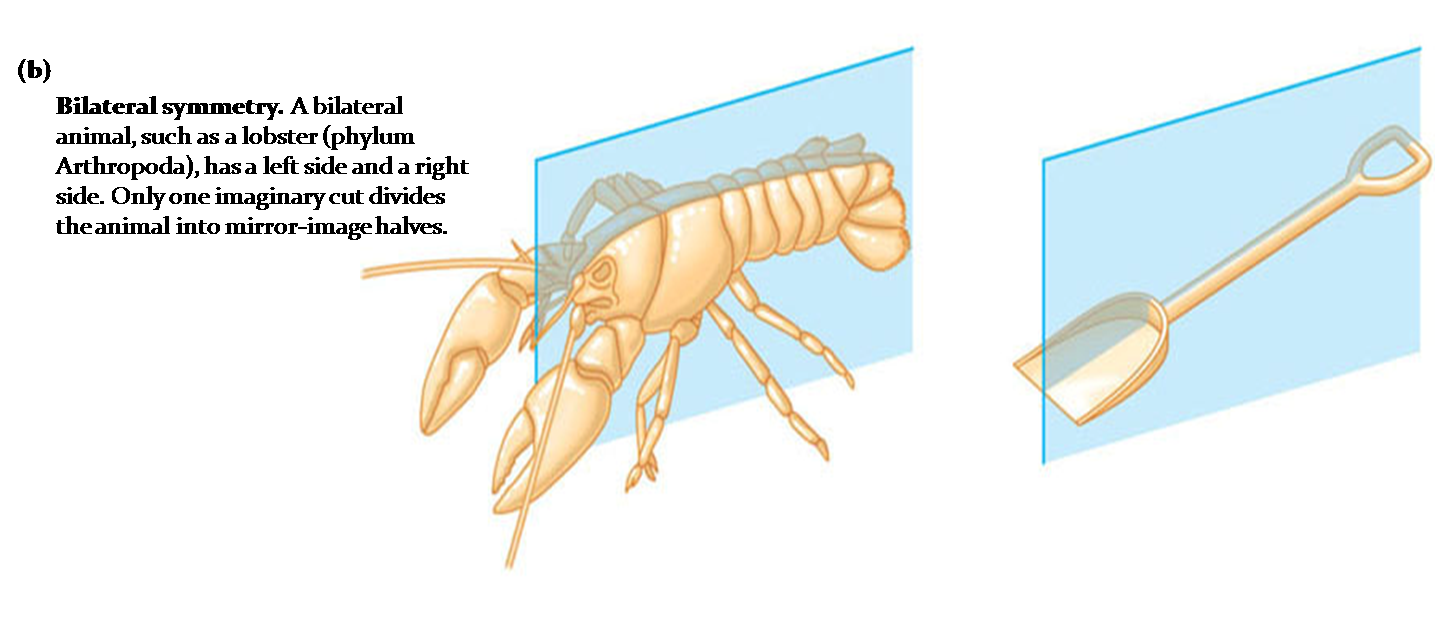 SOAL HEWAN  INVERTEBRATA 