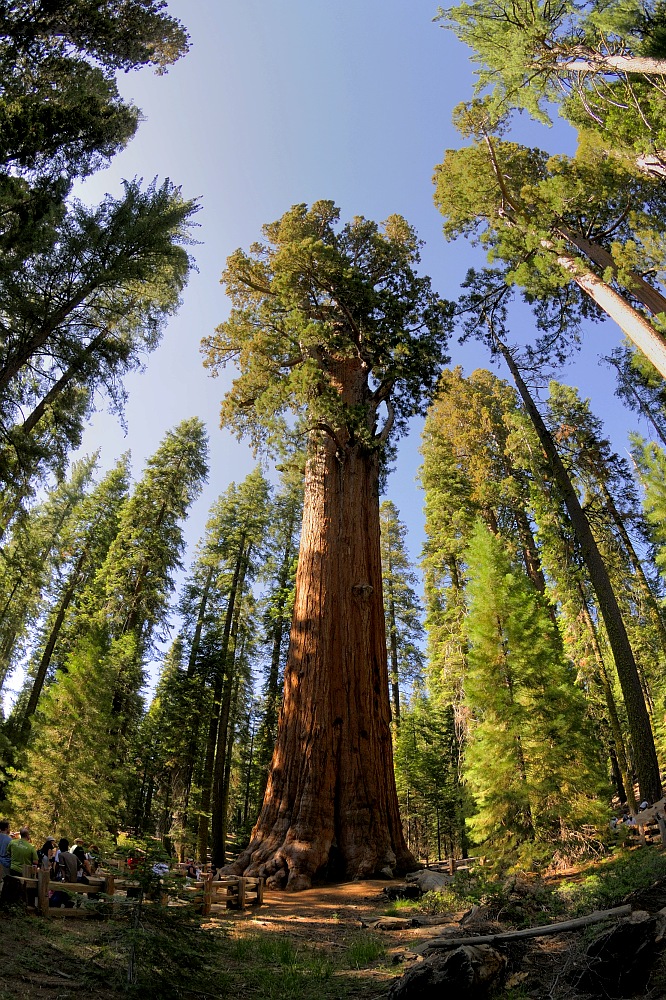 sherman tree 01 Selamat setelah Jatuh dari Ketinggian 10.160M!!