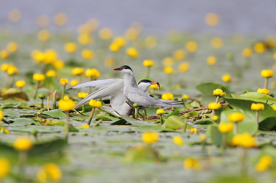 30 Stunning Examples of Nature Photography