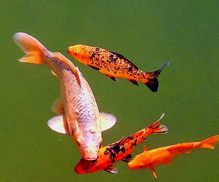 Gambar Ikan Koi Dunia Binatang Gambar Ikan Koi Dunia Binatang