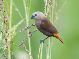 Capuchino canoso (Lonchura caniceps)