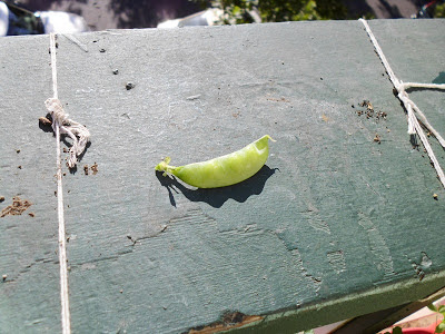 Dwarf Grey Sugar Pea Pods