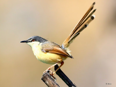 "A perched Ashy Prinia (Prinia socialis) rests on a worn stump, its delicate grey plumage blending in with the surroundings' subdued tones. The bird's slim body and long tail may be seen as it perches alertly."