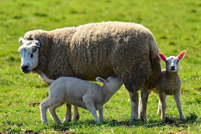 la saison de reproduction naturelle des brebis