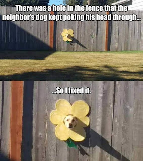 Dog fence meme