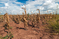 A drought-affected corn field in Texas in 2013. (Credit: Bob Nichols / USDA) Click to Enlarge.