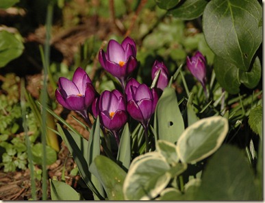 garden a day 020