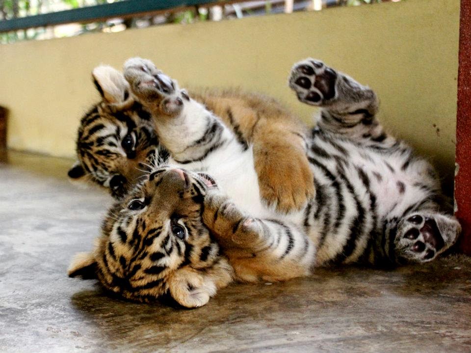 25 Gambar Harimau  Yang Lucu  Ayeey com