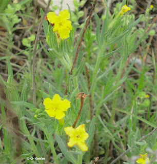 Lithospermum incisum, fringed puccoon