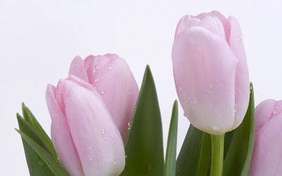 White Tulips Flower wallpaper