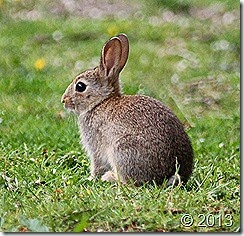 IMG_4201