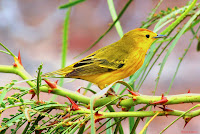 Galapagos Warbler