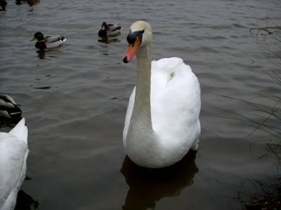 mute swan, Cygnus olor