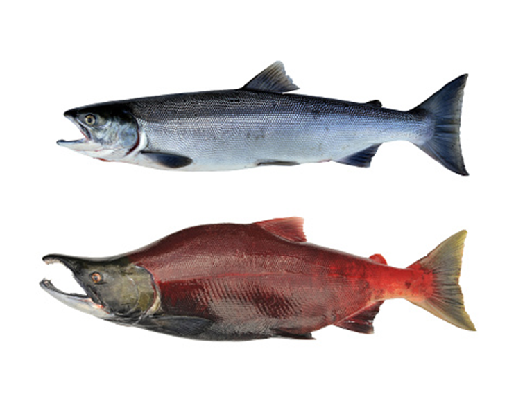 El salmón rojo del pacífico (Oncorhynchus nerka) posee dos formas “adultas”, una de alimentación oceánica que se camufla y es azul, y otra que es netamente reproductiva, que es la que realiza el viaje de regreso a su río de nacimiento, en la cual adquiere una coloración reproductiva que no es mimética y, por lo tanto, lo convierten en una presa fácil. Lo cual implica que los salmones atraviesan más de una metamorfosis.