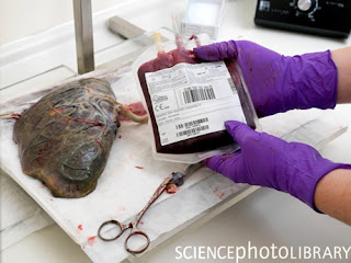 Cord-Blood-Donations-for-you