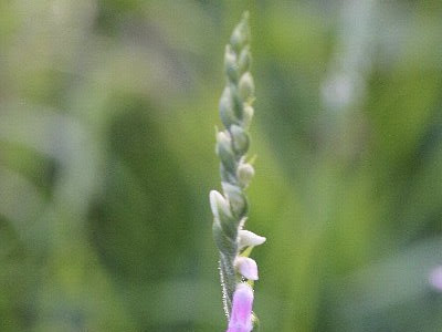 [最も欲しかった] もじ ず�� 花 180689-もじ ずり そう ��言葉