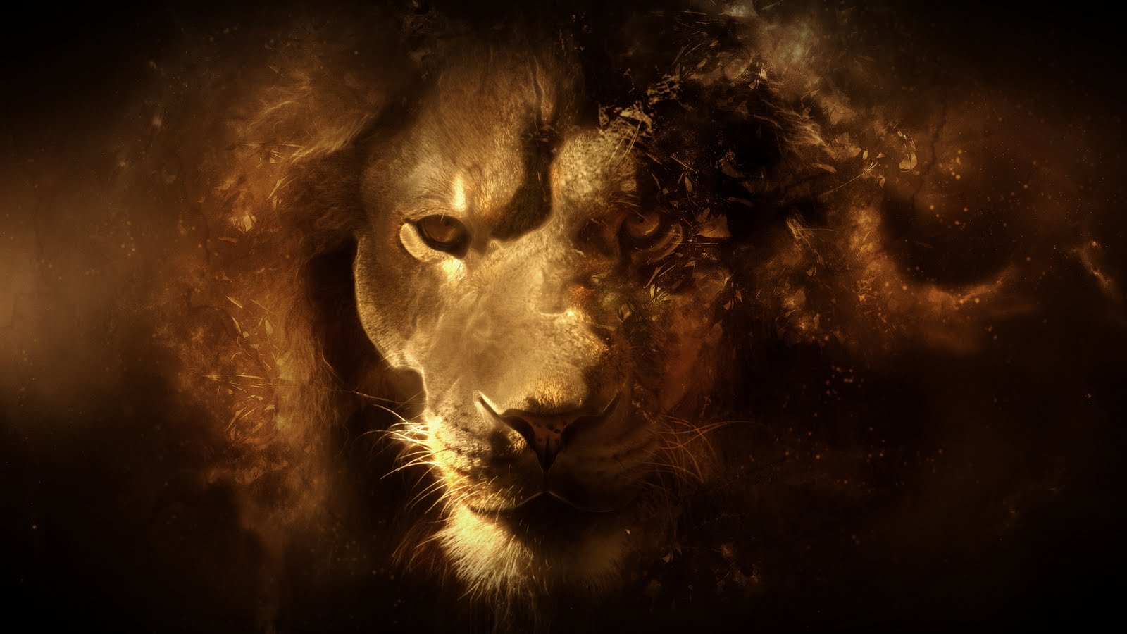 lion hd wallpaper