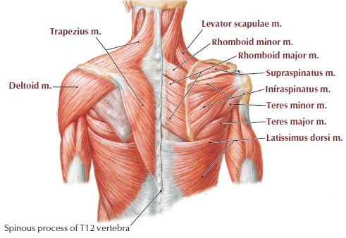 Anatomi Otot Supraspinatus Pada Otot Bahu Manusia - Anatomi Tutorial